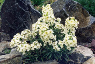 Erysimum insulare ssp suffrutescens